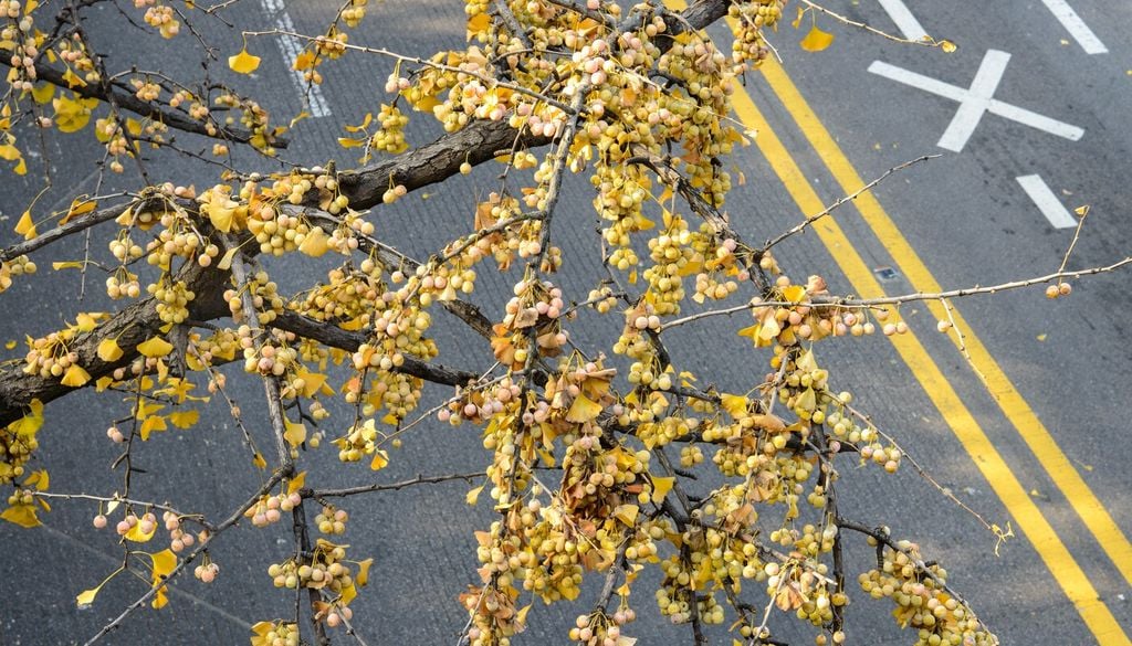 Un ginkgo biloba femmina carico di frutti che minacciano di cadere sulla strada sottostante