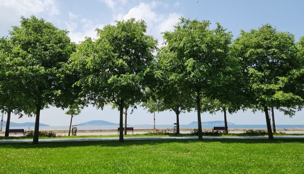 Alcune specie urbane, come il bagolaro, riescono a coniugare comfort climatico e minore impatto sulla pulizia delle auto in sosta