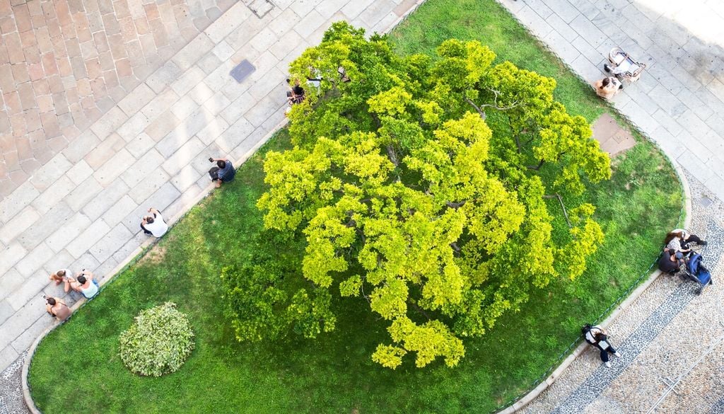 Gli alberi restano elementi fondamentali degli spazi urbani, capaci di creare ombra, comfort e luoghi di sosta condivisa nelle città