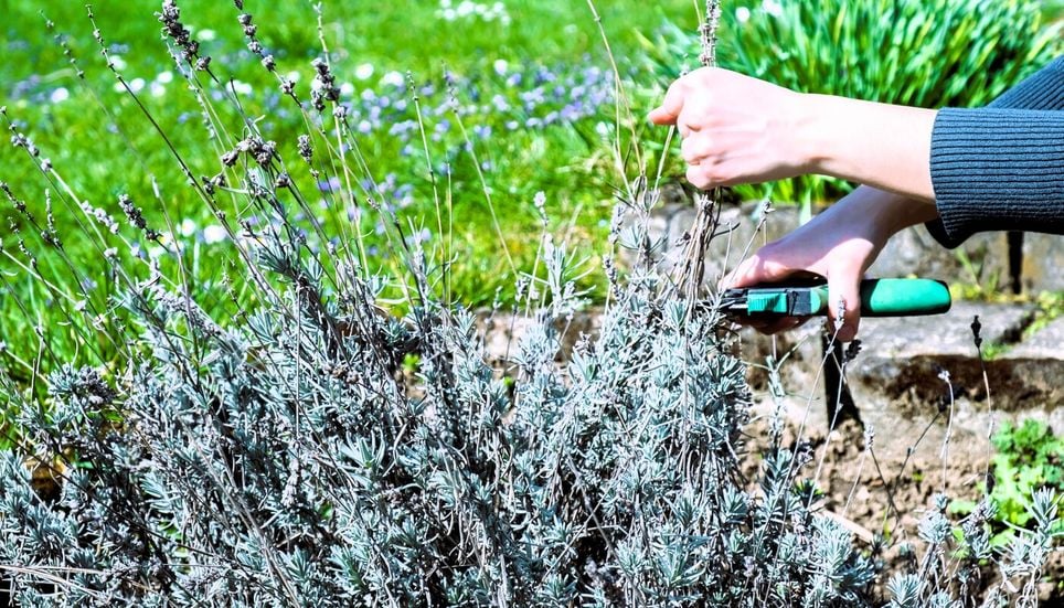 Plantes aromatiques vivaces.