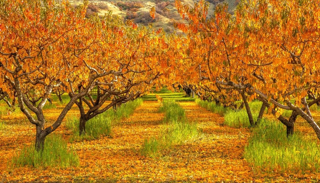Alberi caducifoglie