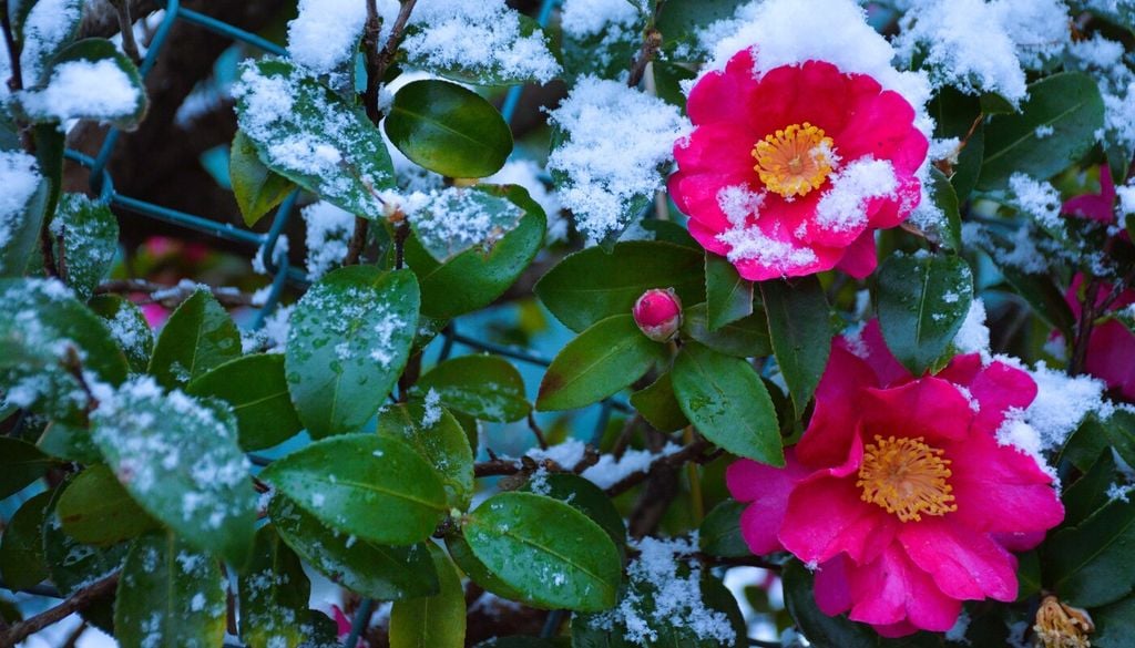 Piante a fioritura invernale