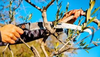 Non potare tutto a ottobre: le piante da tagliare adesso e quelle che &egrave; meglio lasciare stare
