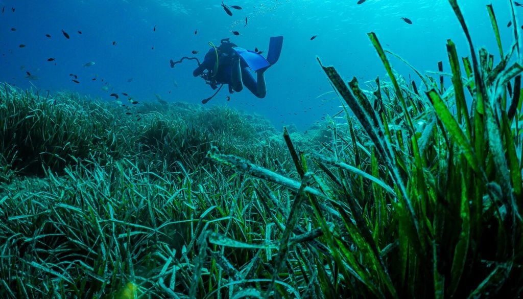Non solo boschi e foreste urbane: cos'è la riforestazione marina e perché protegge la vita sott'acqua