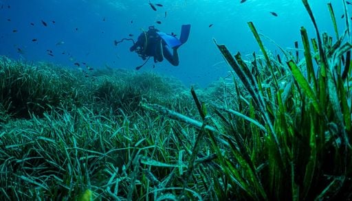 Non solo boschi e foreste urbane: cos'&egrave; la riforestazione marina e perch&eacute; protegge la vita sott'acqua