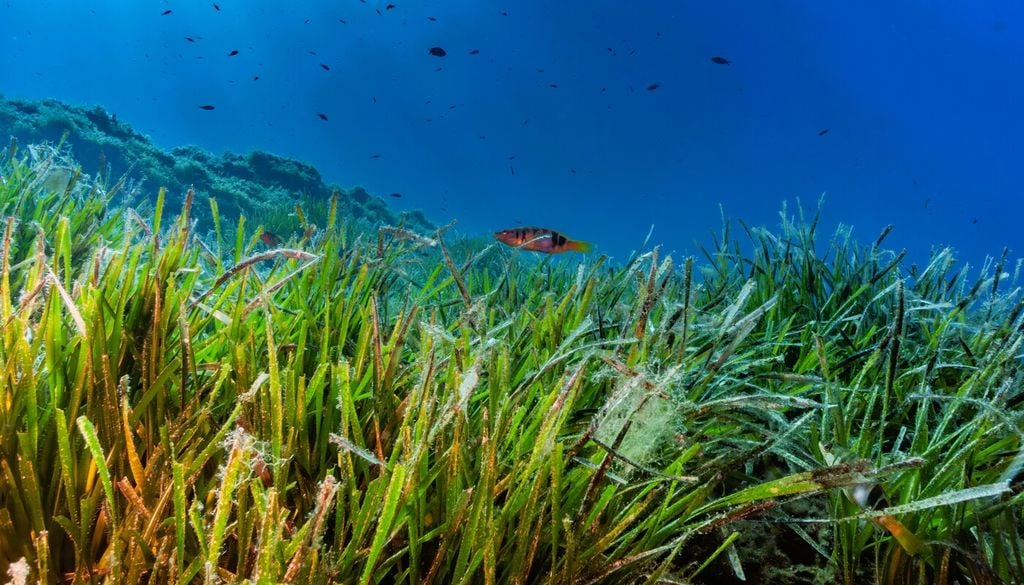 Praterie marine: le foreste sommerse degli oceani