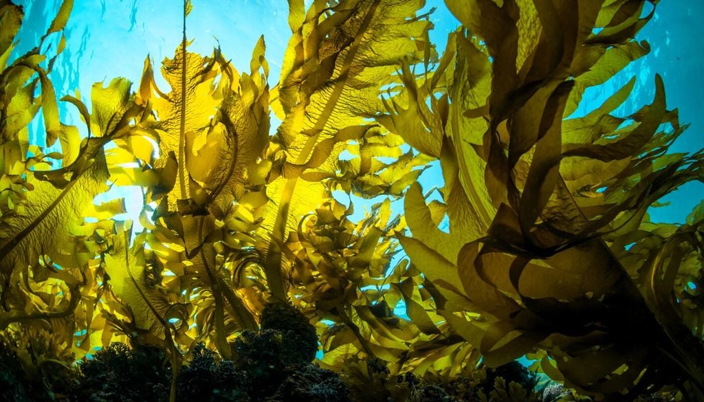 Alghe kelp