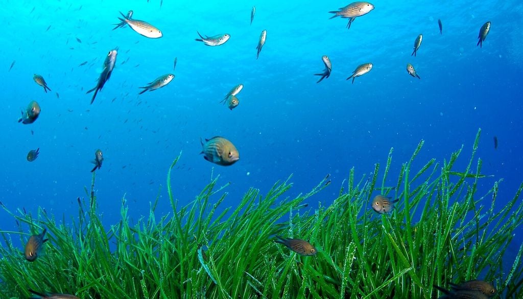 Dalla distruzione alla frammentazione: le minacce alla biodiversità marina