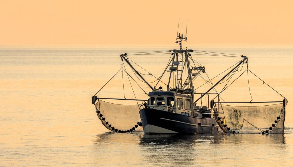 Tra le principali minacce ci sono le attività umane, come la pesca a strascico