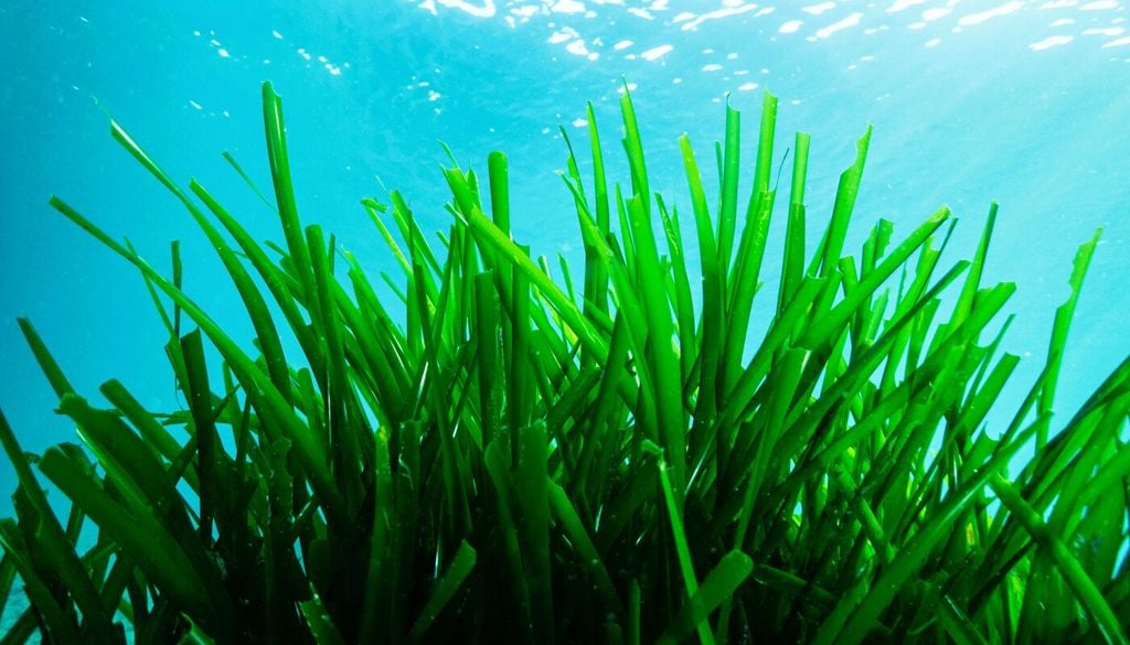 Nel caso delle praterie di Posidonia possono essere realizzati interventi di trapianto di frammenti o rizomi della pianta
