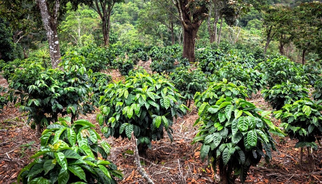 È un arbusto tropicale sempreverde