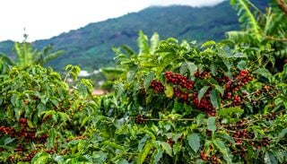 Non solo chicchi: 5 curiosit&agrave; che forse non conosci sulla pianta del caff&egrave;