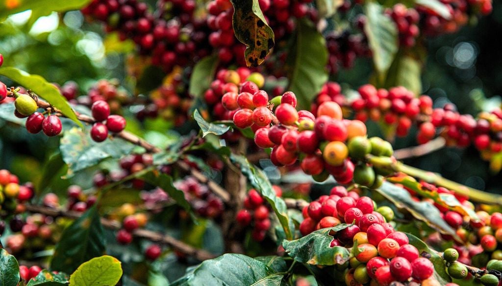 Produce bacche che contengono i cosiddetti “chicchi” di caffè
