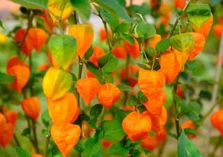 Non solo fiori: 10 piante che producono bacche colorate e foglie ornamentali, perfette per il balcone autunnale