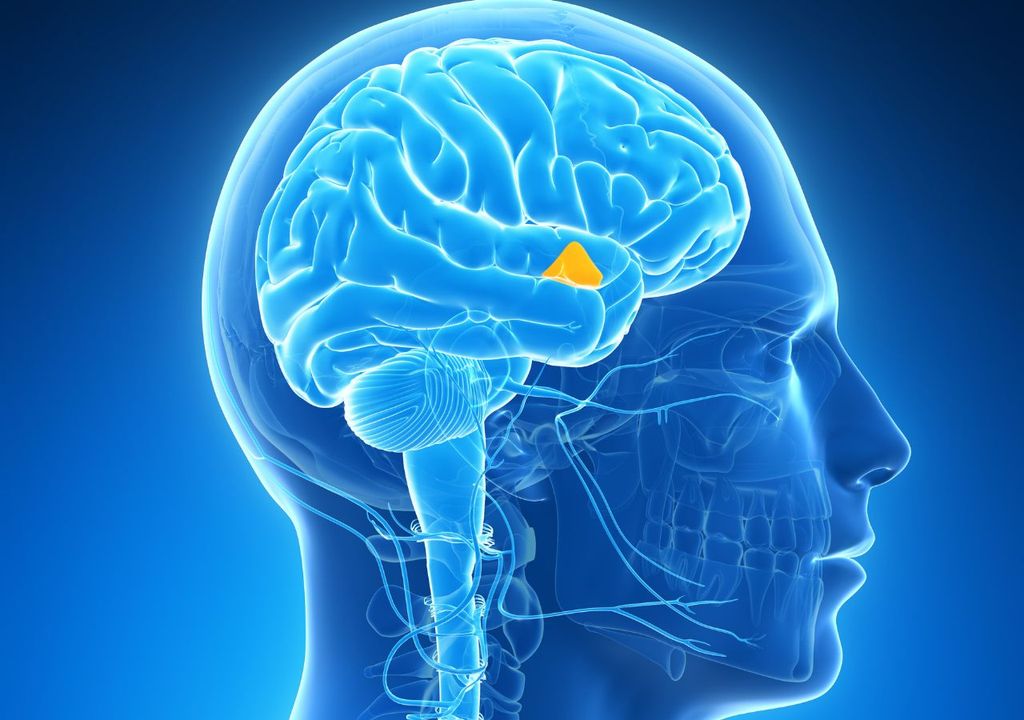 L'ipotalamo si trova tra i due emisferi cerebrali e controlla svariate funzioni, tra cui l'assunzione del cibo