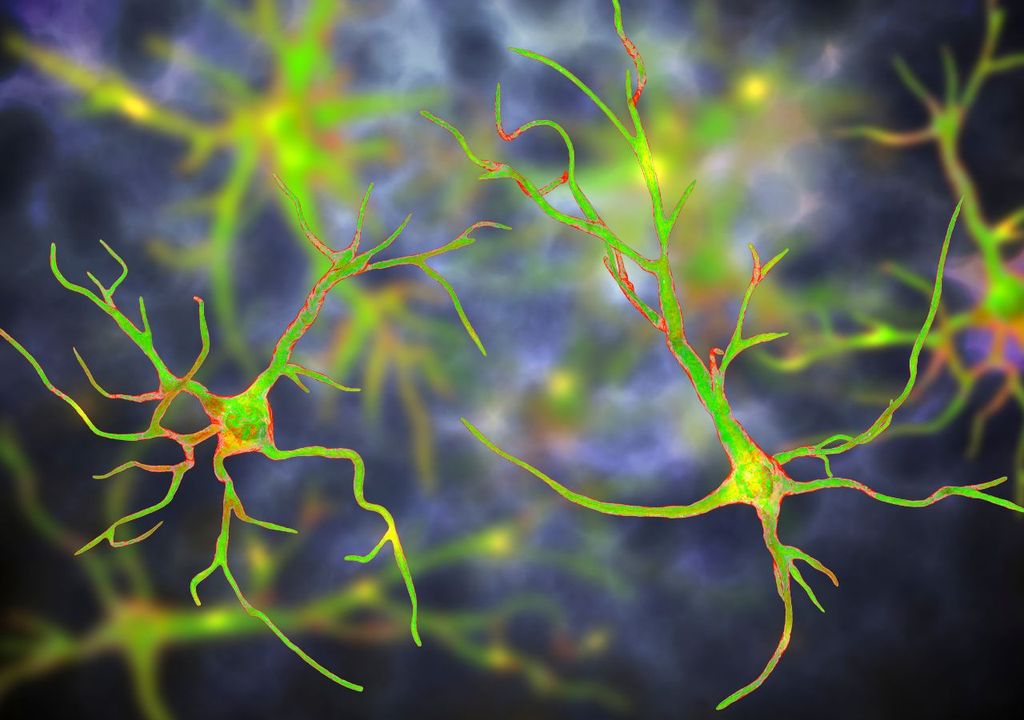 Un modello tridimensionale che rappresenta gli astrociti, le cellule del sistema nervoso centrale