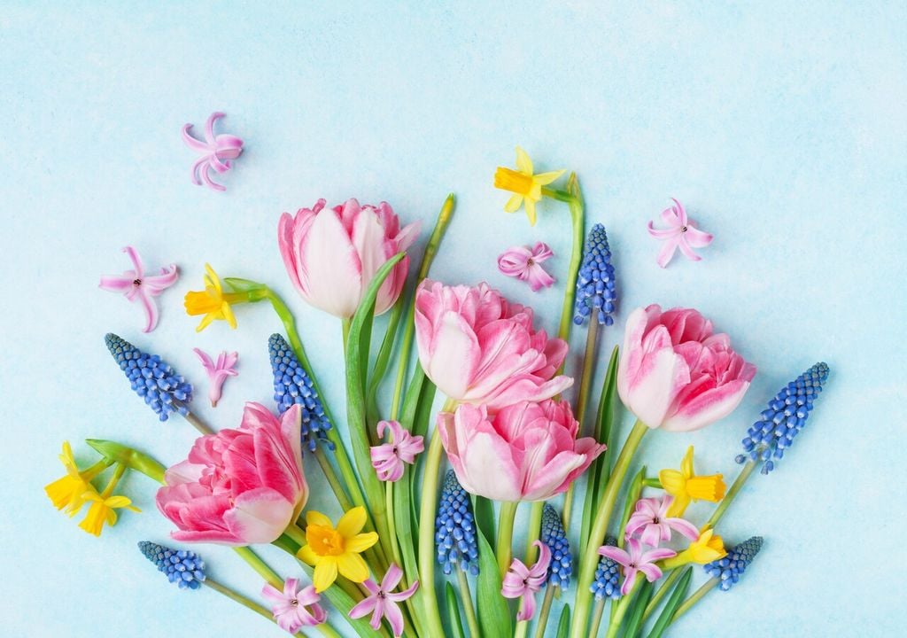 Dalle serre della riviera ligure al palco dell’Ariston, i fiori di Sanremo sono protagonisti di una lunga filiera che va dalla coltivazione in campo alla creazione di colorati bouquet destinati agli artisti in gara