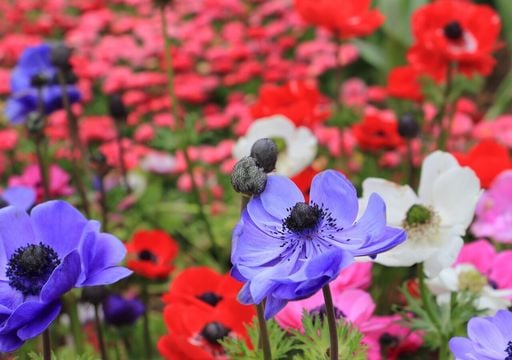 Non solo musica: al Festival di Sanremo va in scena la primavera, tra bouquet di fiori e allestimenti floreali