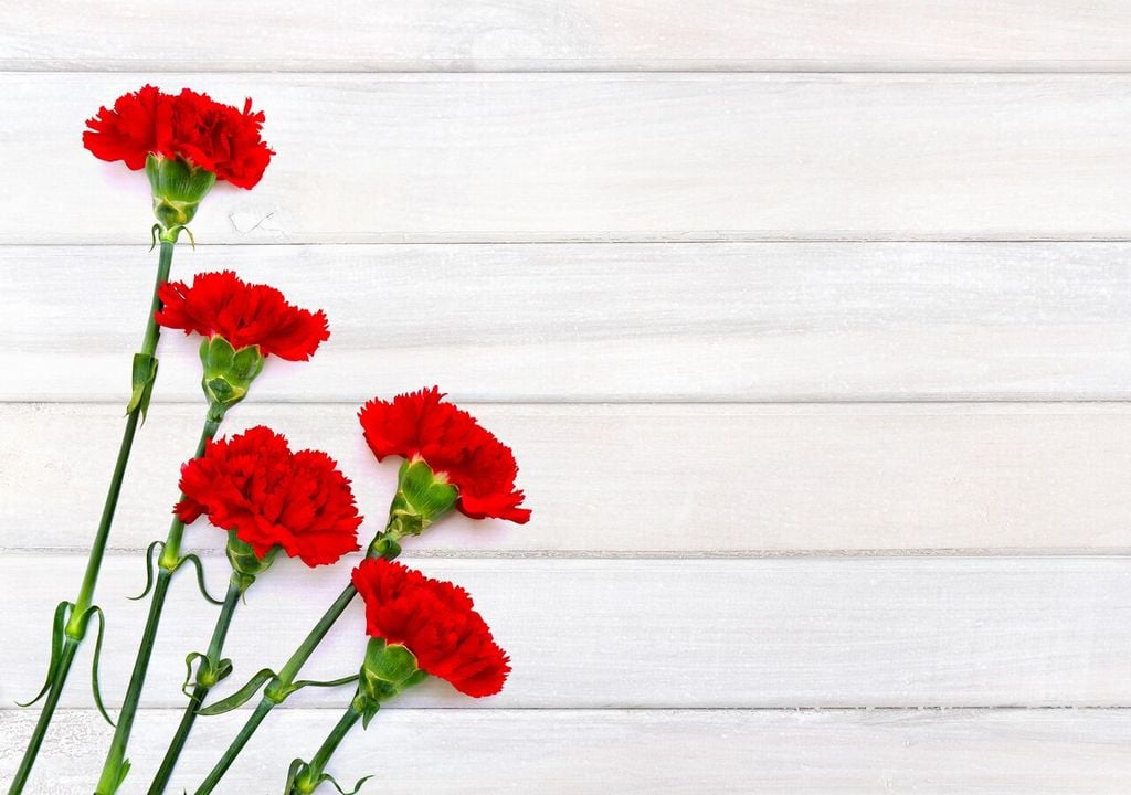 Garofano comune (Dianthus caryophyllus)