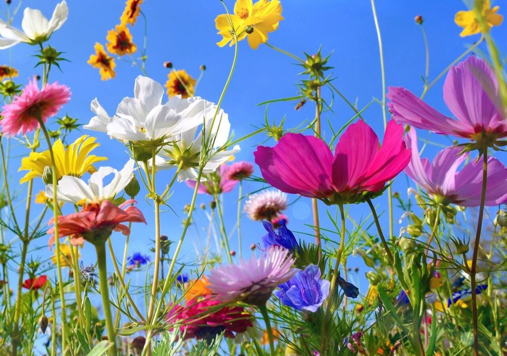 Anche la fine dell'inverno offre una finestra di tempo utile per la messa a dimora di semi e bulbi in grado di fiorire nel corso della primavera