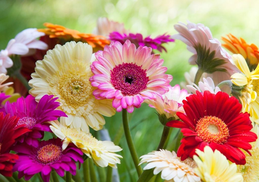 Gerbere (Gerbera jamesonii)