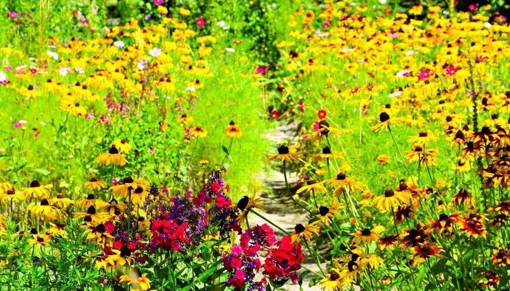 Fiori nell'orto: un'antica pratica oggi riscoperta per la sua bellezza e i suoi benefici