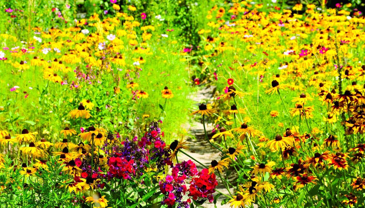 Fiori nell'orto: un'antica pratica oggi riscoperta per la sua bellezza e i suoi benefici