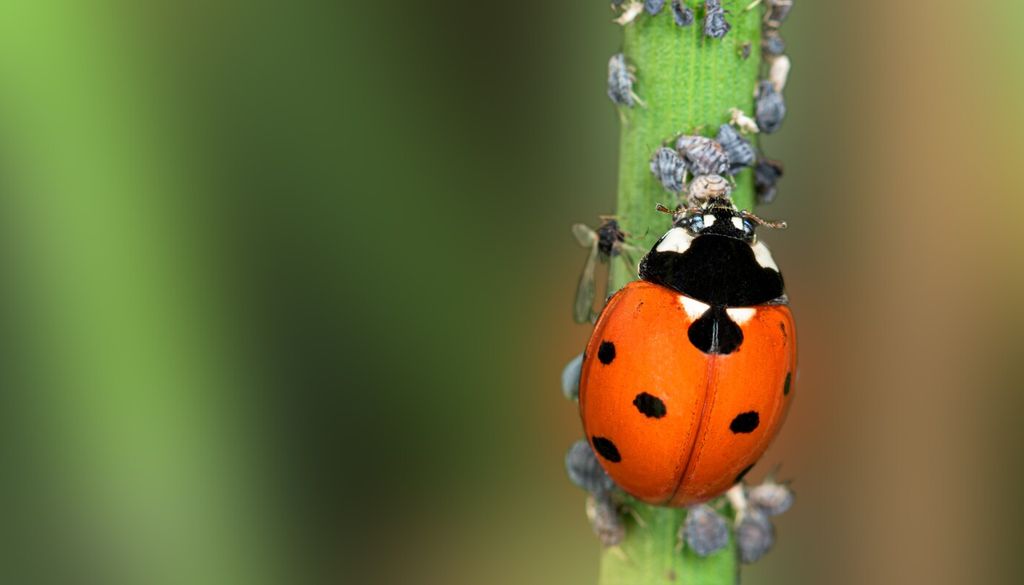 Le coccinelle sono preziose alleate dell'orto: si nutrono soprattutto di afidi e altri piccoli insetti dannosi