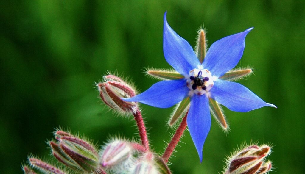 Borragine (Borago officinalis)