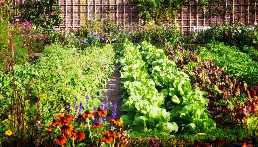 Consociazioni tra fiori e ortaggi: alcune specie, poste sul perimetro dell'orto, agiscono come barriere naturali