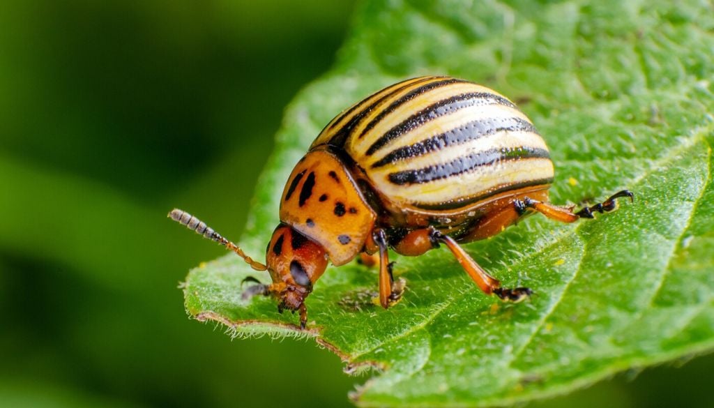 La consociazione tra petunie e solanacee è spesso utilizzata per limitare la presenza della dorifora della patata