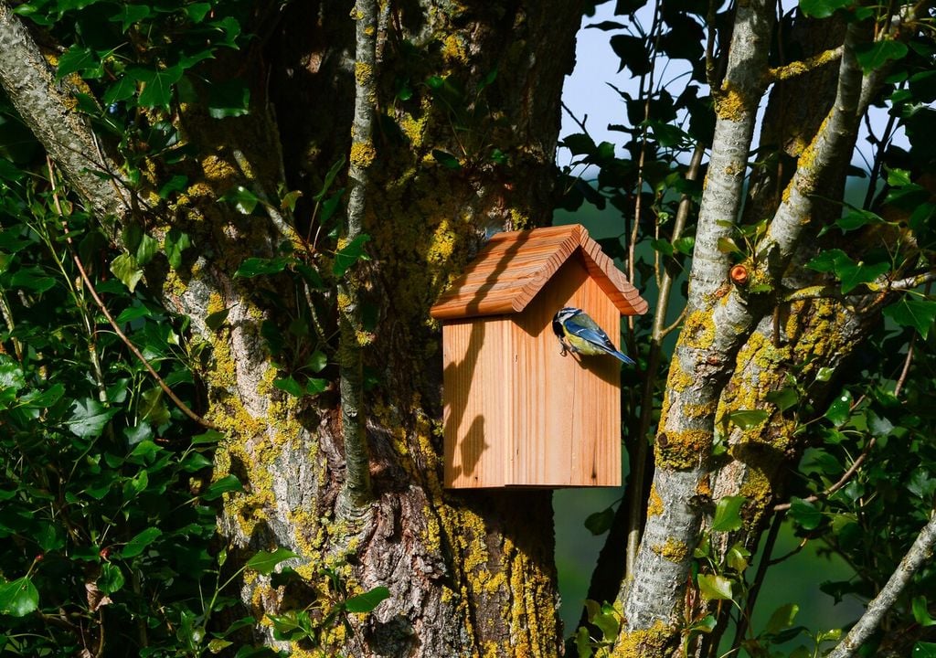 Casetta per uccelli selvatici