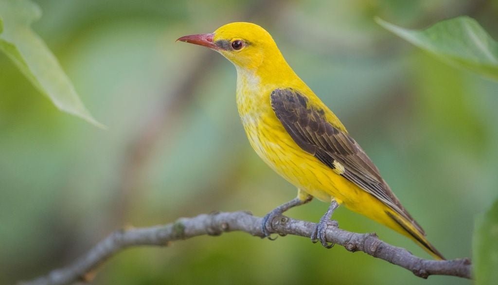 Rigogolo. Un rigogolo adulto maschio. Questa specie è fra le prime a partire per l'Africa.