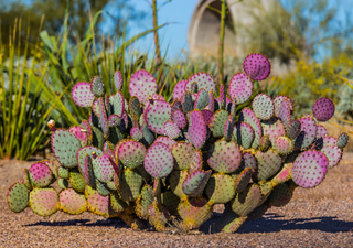 Nopal morado, la singular planta que crece en la Zona del Silencio