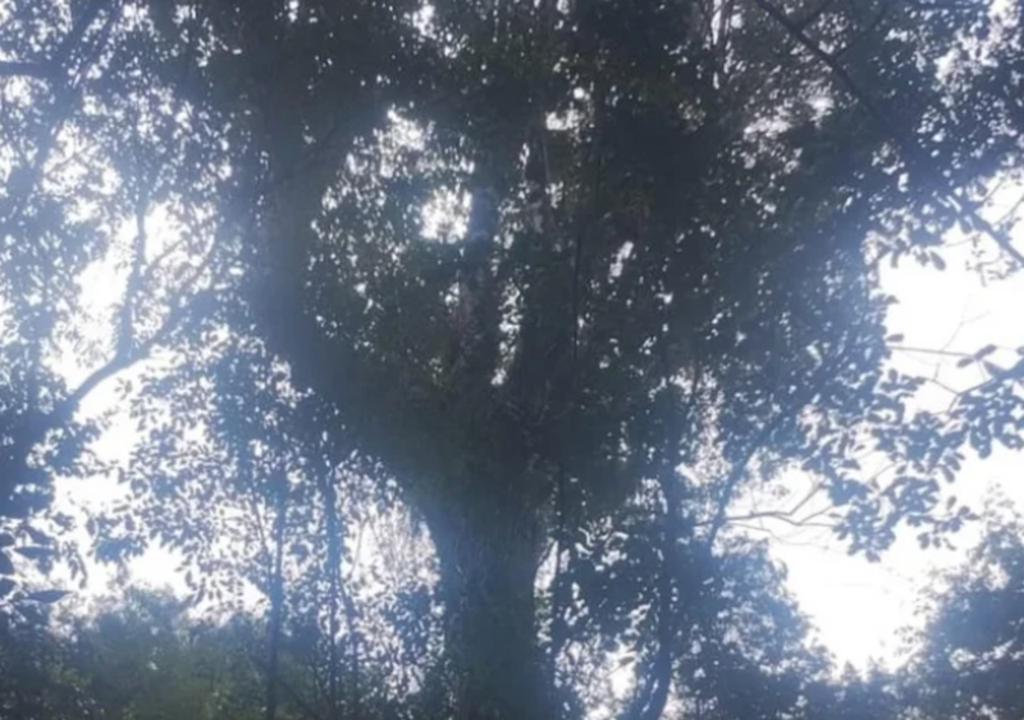 Propriedade rural de Janice Muliterno Adami guarda maior árvore de erva-mate já registrada no Estado gaúcho