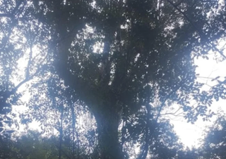 Norte do RS abriga árvore de erva-mate centenária gigante e surpreende especialistas