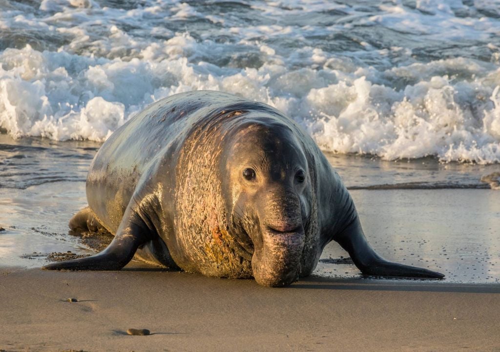 Northern Elephant seals bear genetic scars of near-extinction event