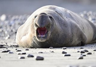 Northern Elephant seals bear genetic scars of near-extinction event