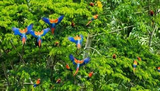 Notfallnetz im Amazonas: Tiere warnen sich gegenseitig mit Rufen in den Baumkronen &ndash; &uuml;ber Artgrenzen hinweg