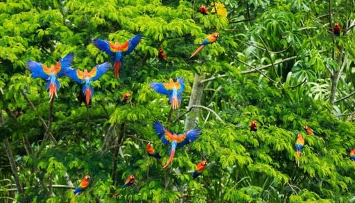 Notfallnetz im Amazonas: Tiere warnen sich gegenseitig mit Rufen in den Baumkronen &ndash; &uuml;ber Artgrenzen hinweg