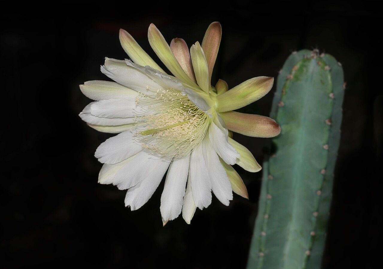 Cereus repandus e tanti altri: scopri tutti i fiori ornamentali e selvatici che sbocciano di notte
