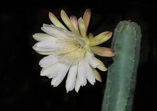 Notti d’estate colorate e profumate: ecco tutte le piante che fioriscono di notte