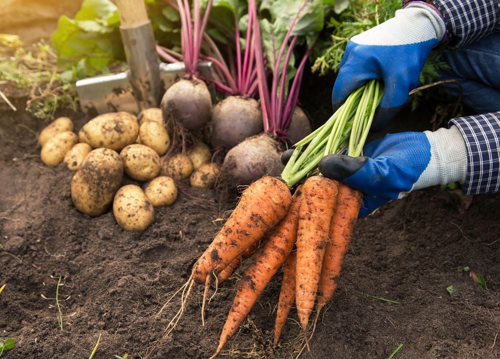 Contaminación agrícola por nanoplásticos vegetales