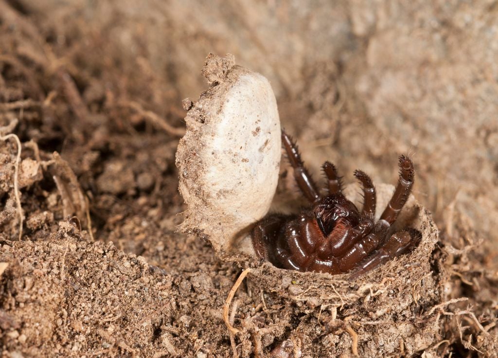 Araignée Trappe Pattes Terre Biodiversité Insecte Araignée Trappe Pattes Terre Biodiversité Insecte
