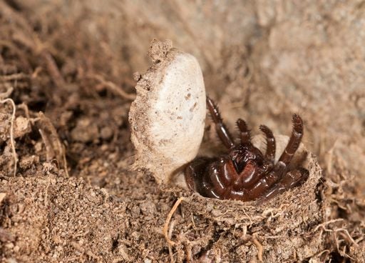 Nouvelle esp&egrave;ce d'araign&eacute;e d&eacute;couverte aux &Eacute;tats-Unis : cette mygale est-elle dangereuse ?
