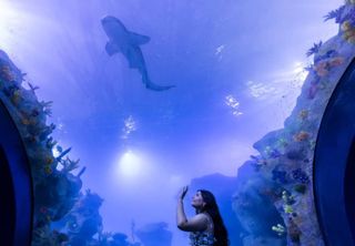 Nova atra&ccedil;&atilde;o: aqu&aacute;rio gigante &eacute; inaugurado em Foz do Igua&ccedil;u e se torna um dos maiores da Am&eacute;rica do Sul