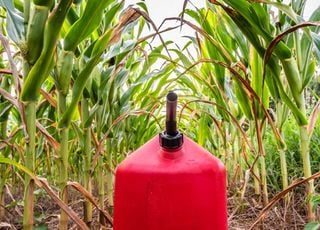 Nova descoberta brasileira promete etanol com pegada de carbono negativa até 2030; entenda