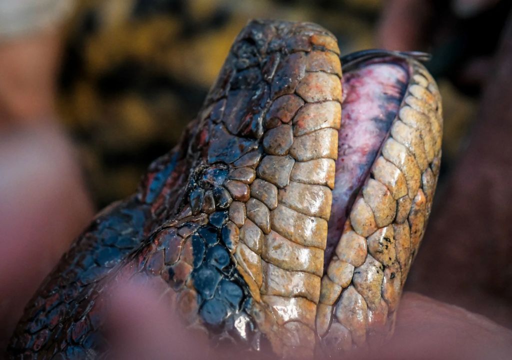 Nova espécie de Anaconda Verde é descoberta na Amazônia e pode ser a maior já documentada