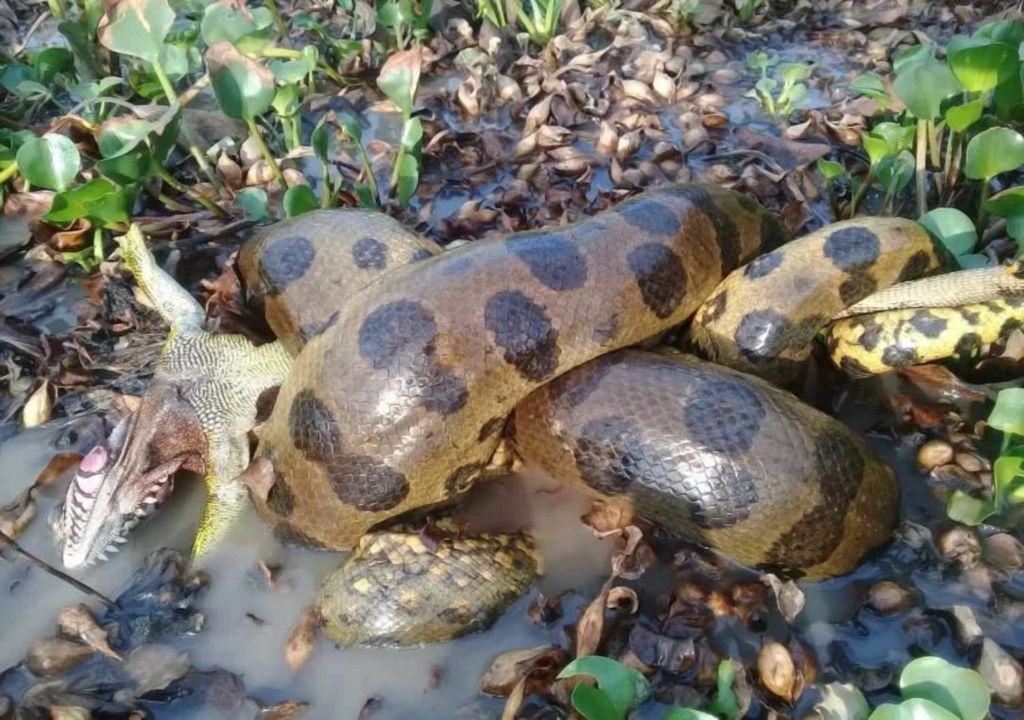 Nova espécie de Anaconda Verde é descoberta na Amazônia e pode ser a maior já documentada
