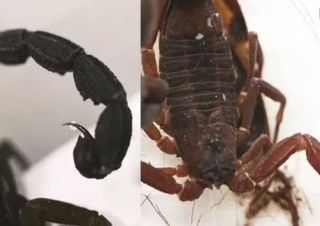 Un ecólogo francés descubre en Colombia una nueva especie de escorpión que ‘pulveriza’ veneno